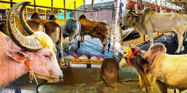 দাম বেড়েছে, গরু কোরবানি কমেছে